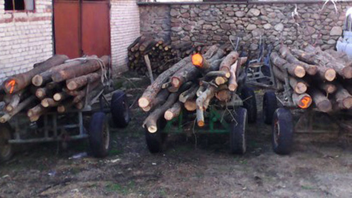 Два акта за нарушител от Самоков, превозващ незаконна дървесина